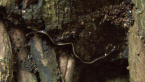 Blue Garden Flatworm