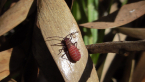Soapberry Bug