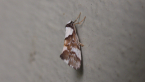 Small Moth