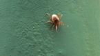 Paralysis Tick