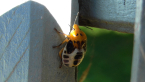 Shield Bug Nymph