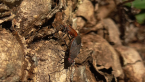 Soapberry Bug