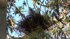 Grey Goshawk Chicks