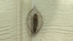 Moth Larva