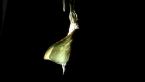 Swift Ghost Moth