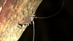 Longicorn Beetle