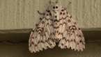 Rainforest Moth