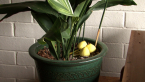 Flowerpot Parasol