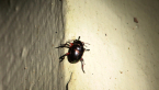 Leaf Beetle