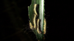 Moth Larvae
