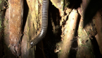 Round-backed Millipede