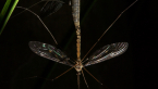Mating Crane Flies