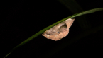 Hooded Semi-slug
