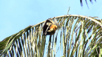 Grey-headed Flying Fox