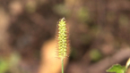 Pale Pigeon Grass