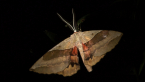 White-stemmed Acacia Moth