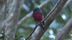 Rose Robin