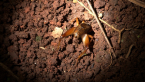 Burrowing Cricket