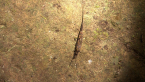 Rock Bristletail