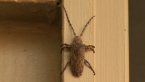 Flat-faced Longhorn