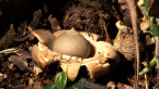 Earthstar Fungus