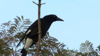 Pied Currawong