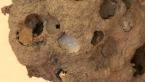 Potter Wasp Nest