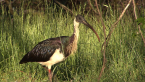 Straw-necked Ibis