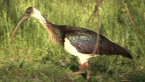 Straw-necked Ibis