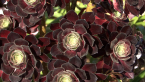 Irish Rose