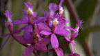 Crucifix Orchid