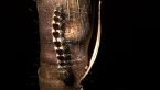 Notodontid Moth