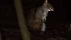 Red-legged Pademelon