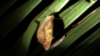 Wonder Brown Butterfly