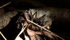 Brisbane Tube Spider
