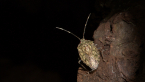 Zebra Shield Bug