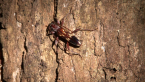 Common Eucalypt Longicorn Beetle