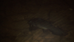 Freshwater Catfish