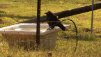 Torresian Crow