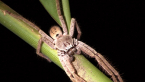 Huntsman Spider