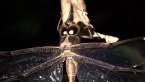 Northern evening Darner