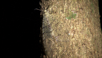 Giant Lacewing
