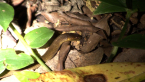 Dwarf Crowned Snake