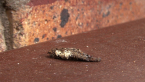 Case Moth Larva