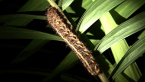 Moth Larva