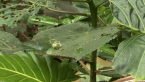 Giant Stinging Leaf