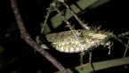Spiny Rainforest Katydid