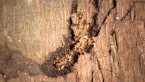 Tree Termites
