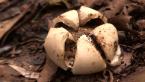 Earth Star Fungus