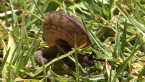 Fraser's Banded Snail
